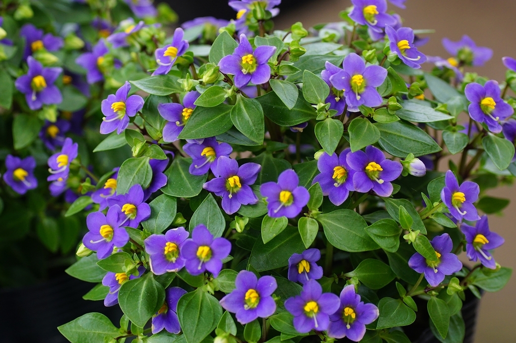 Sexual Violet No.1