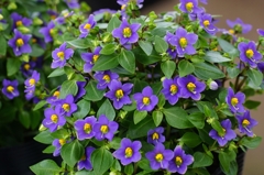 Sexual Violet No.1