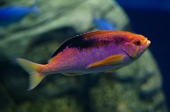 10133025230100042500_t53cx542la