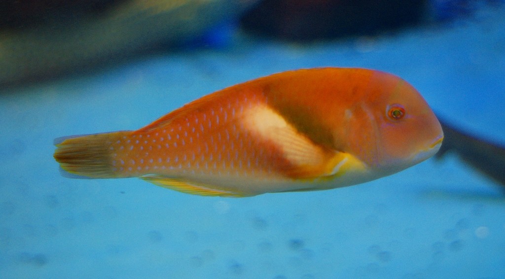 10326379425100042500_sgac3azwla