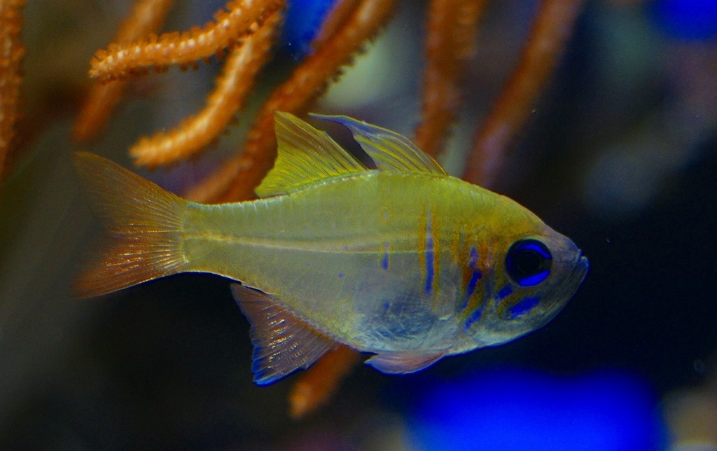 10126163168100042500_zni59zeila