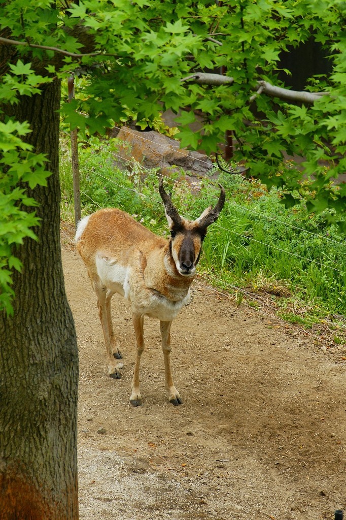 10227795982700042500_0gmxdrckla