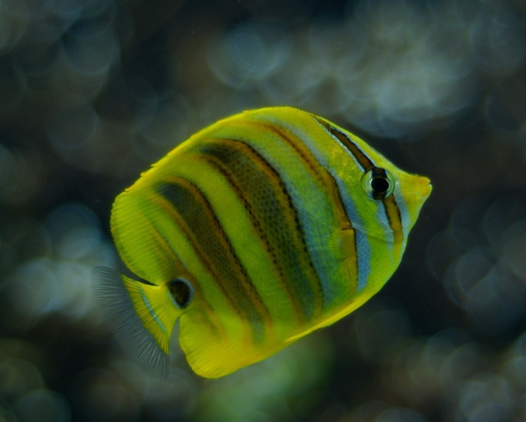 10530269467100042500_vm1l1070la