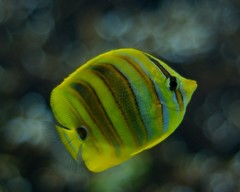 10530269467100042500_vm1l1070la