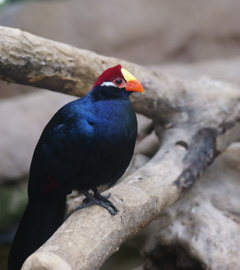 カラフルちゃん　その56