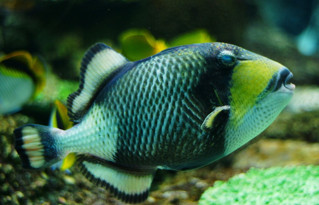 10126469105800042500_aatmy8ubla