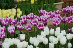 Sexual Violet No.1