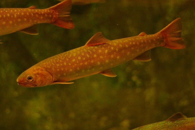 10328160594200042500_bm9afvaula