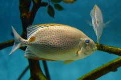 10233456997100042500_ju5541ojla