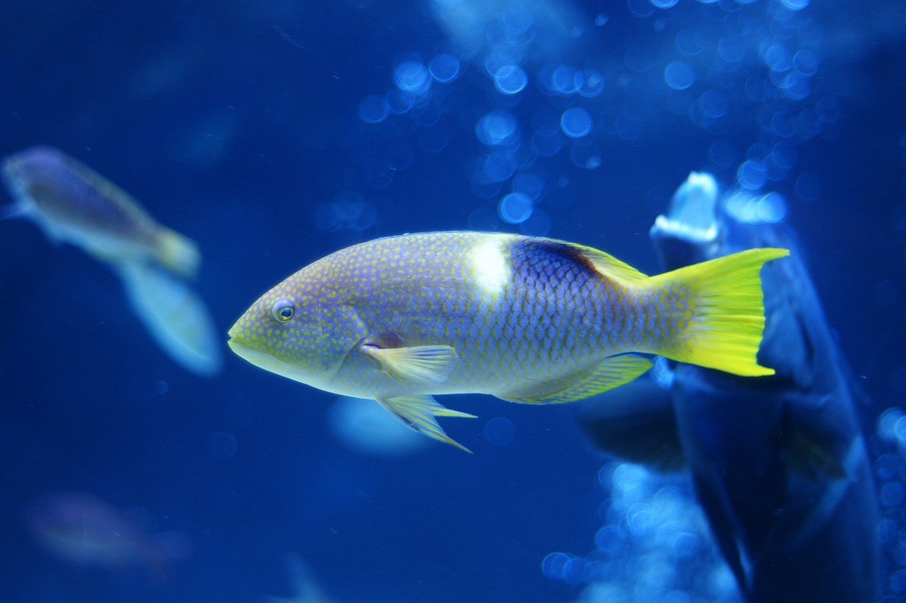 10235251460700042500_rlogxwwula