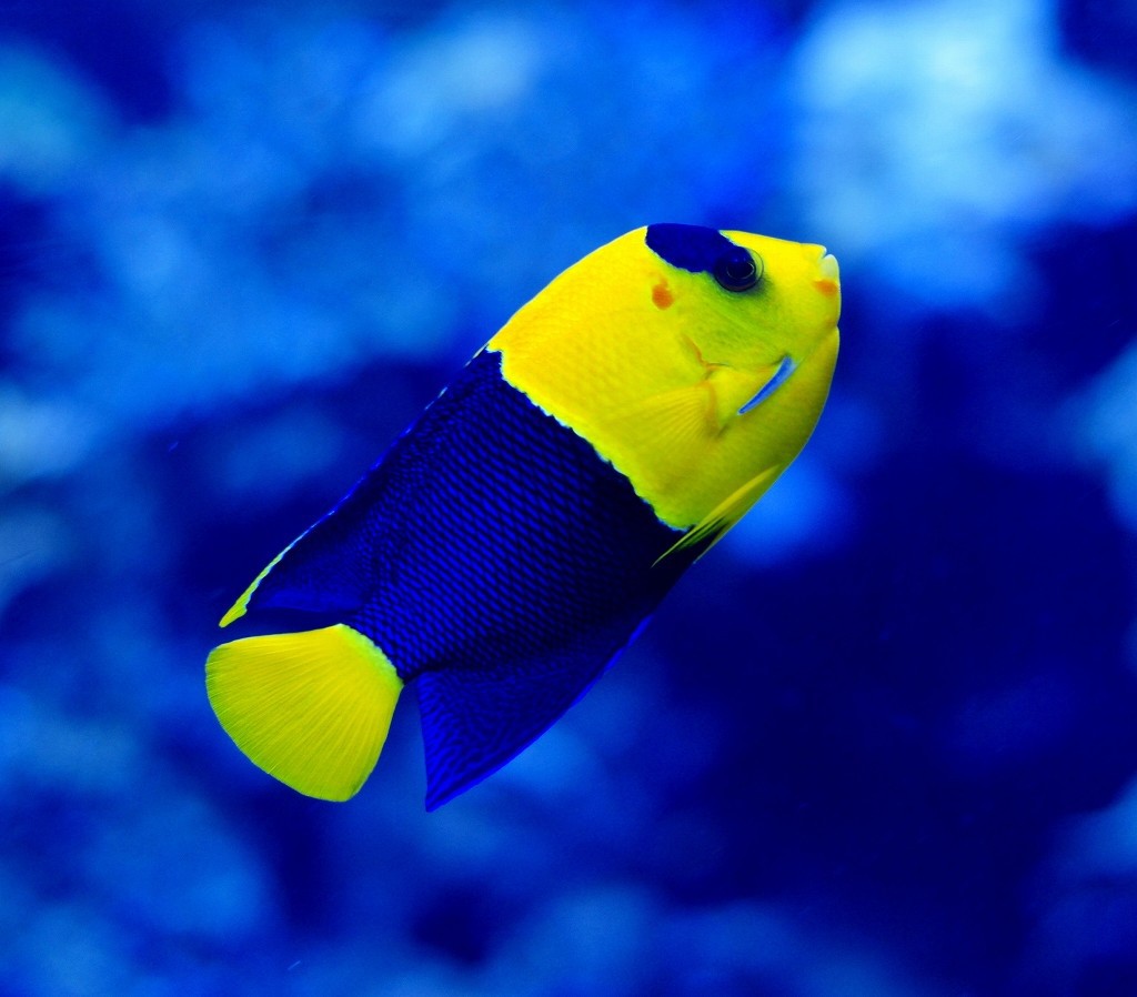 10326088990900042500_2ifvnvbgla