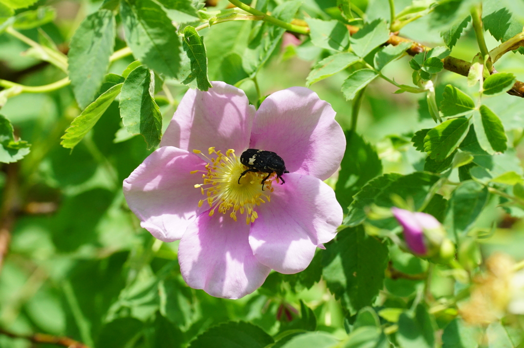 薔薇酒場