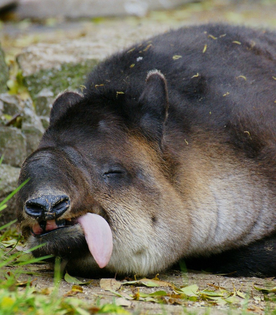 10427796015200042500_1qdg65gela