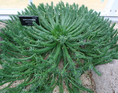 トゲ自慢　その16