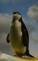 孤高