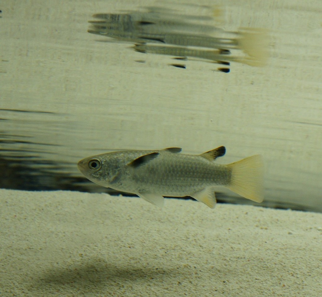 10234882639600042500_dued9aswla