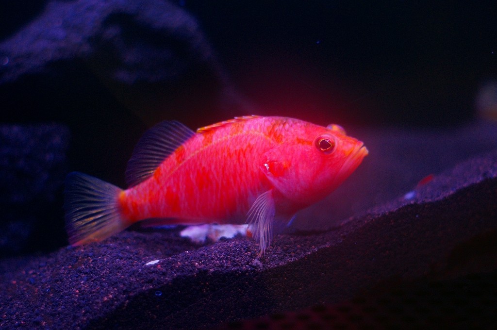 10331072744800042500_siqzgt48la