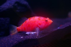 10331072744800042500_siqzgt48la