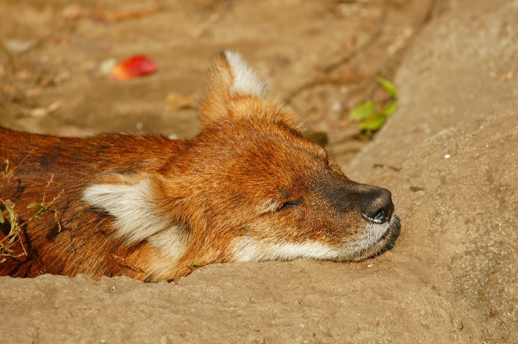 10133904659400042500_fabdpd7pla