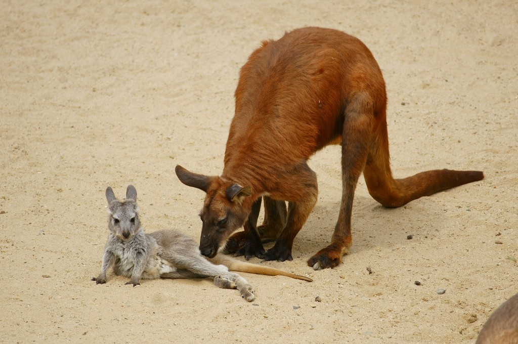 10131304791600042500_sk6j24mwla