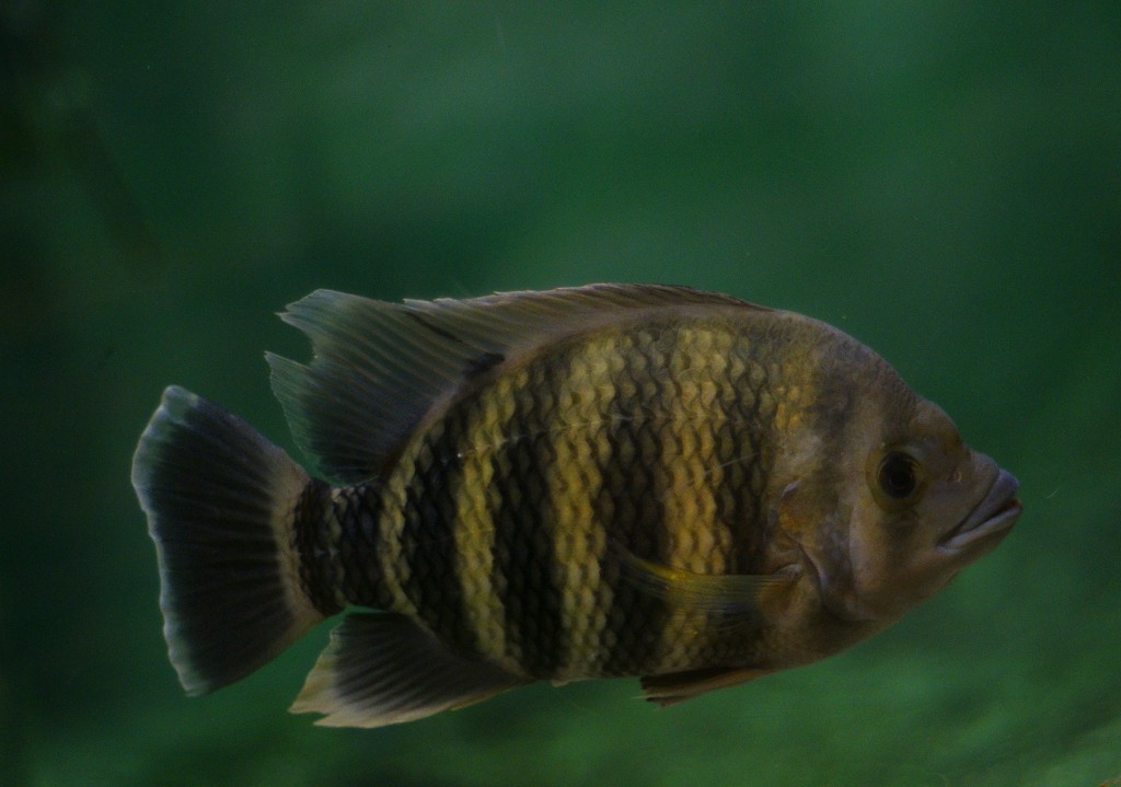 10329648897000042500_spfq2n0ala