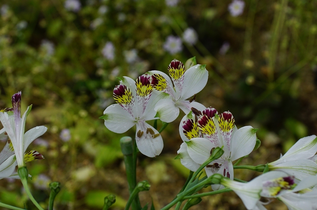 原種の美　その4