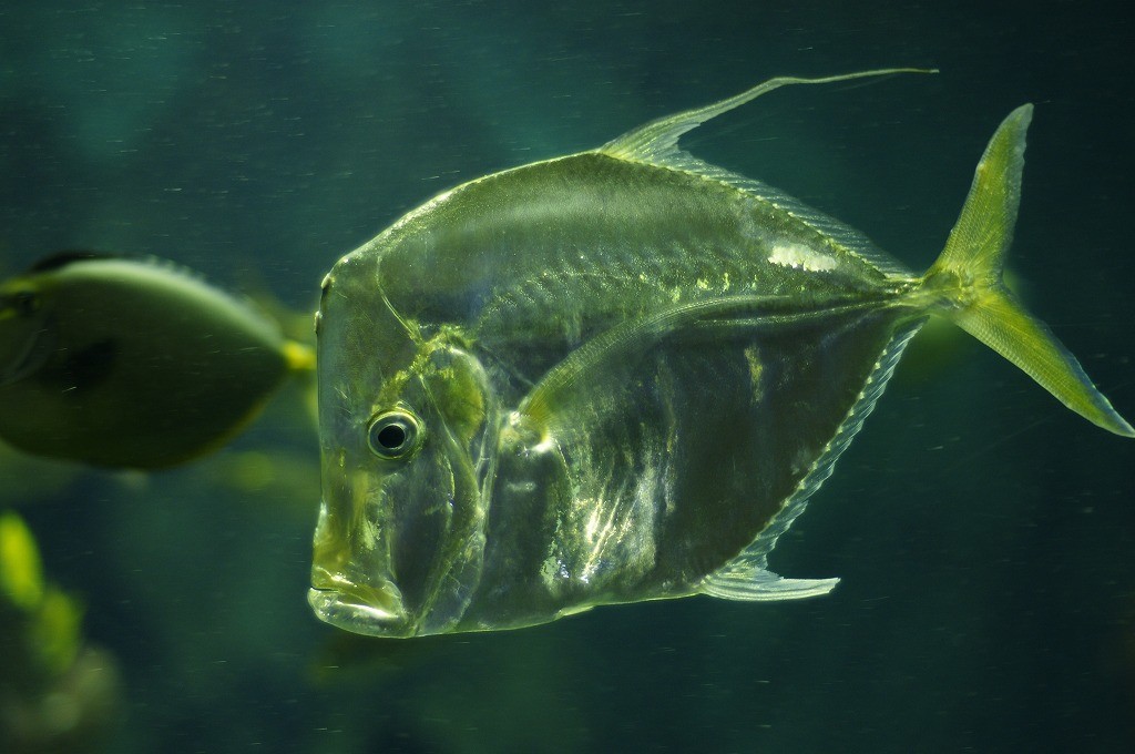 10134707087800042500_ue7vroeula