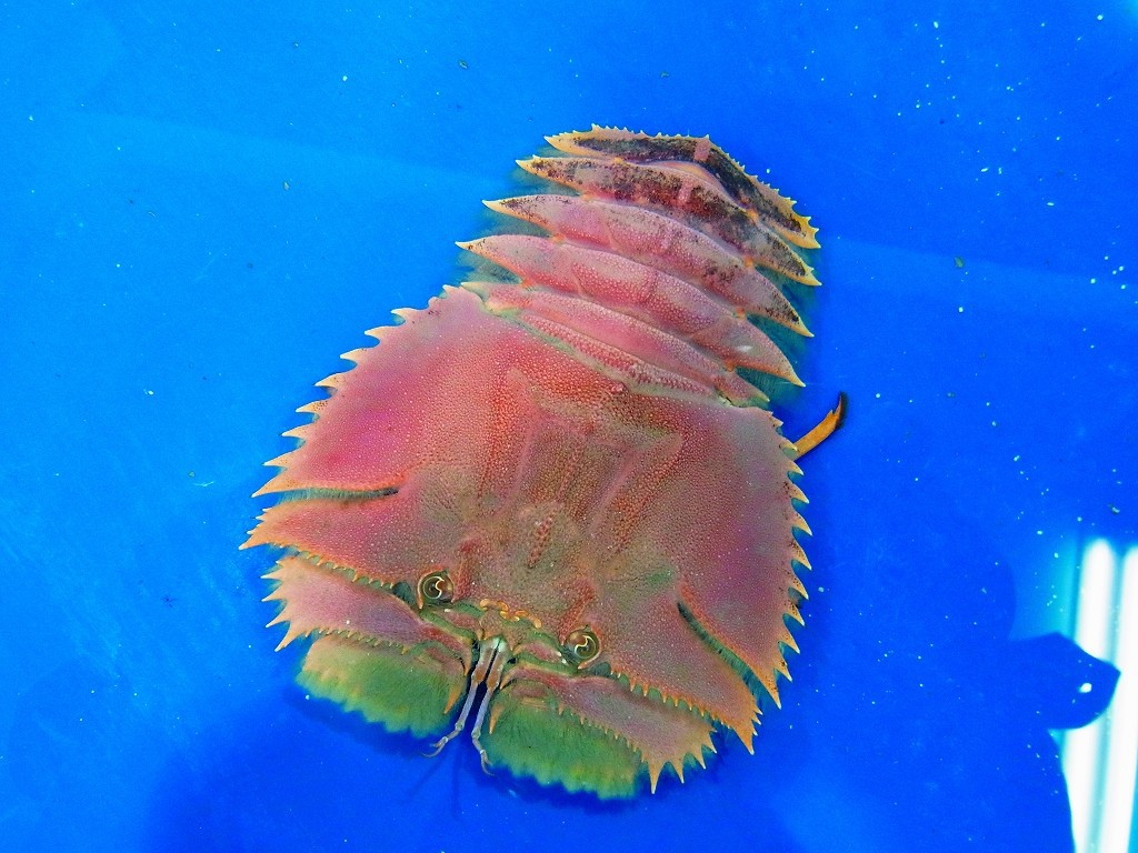 10330439978600042500_dl4k4m86la