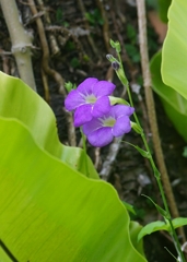 沖縄の花