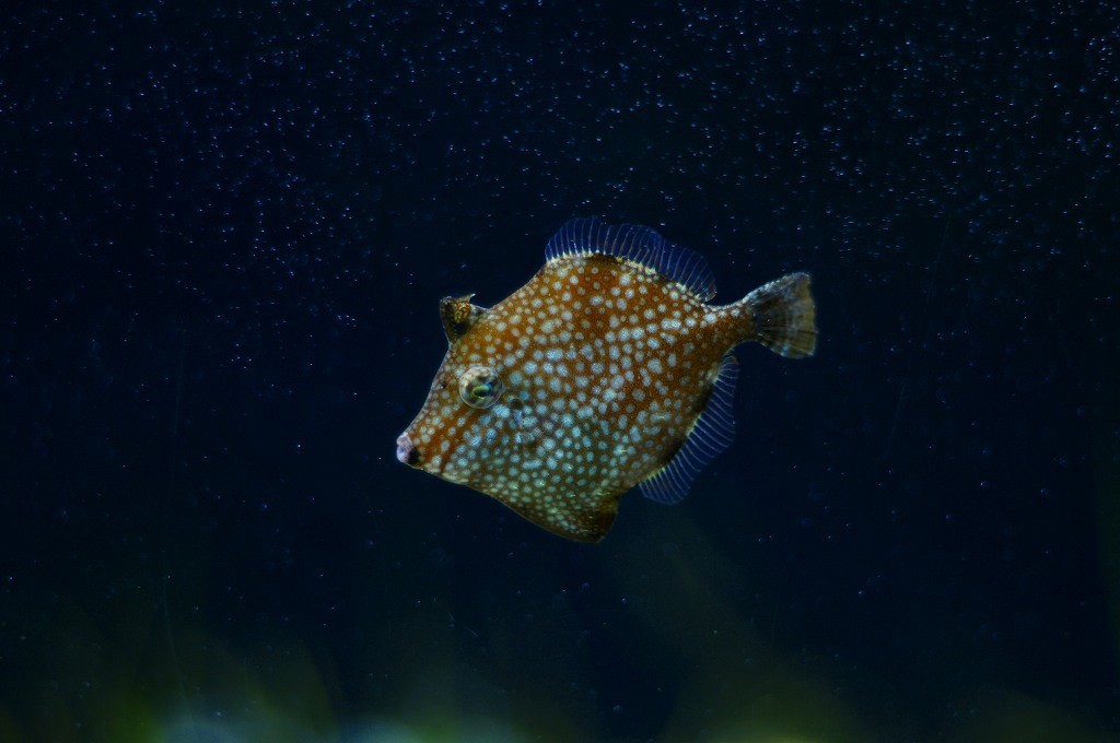 10231969408400042500_irp4li4nla