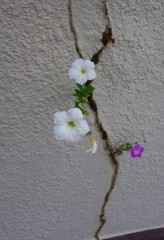 生命力