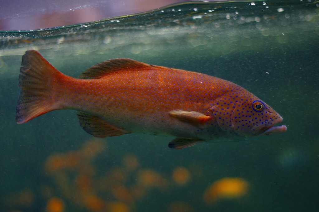 10232525373500042500_9y12hxfbla