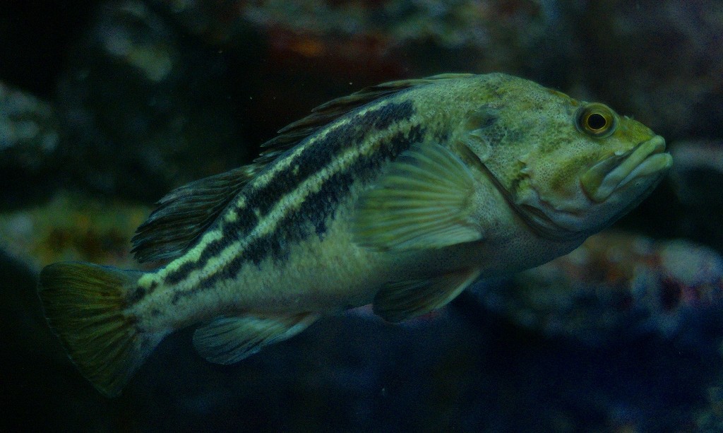 10127080985300042500_vzn6opndla