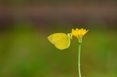 一蝶一花