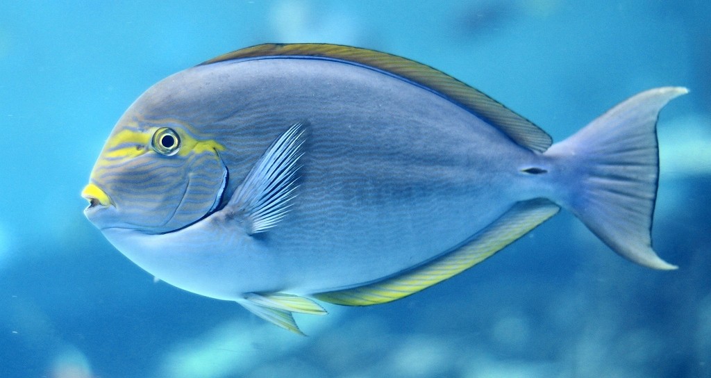 10325803917500042500_y64fkvonla