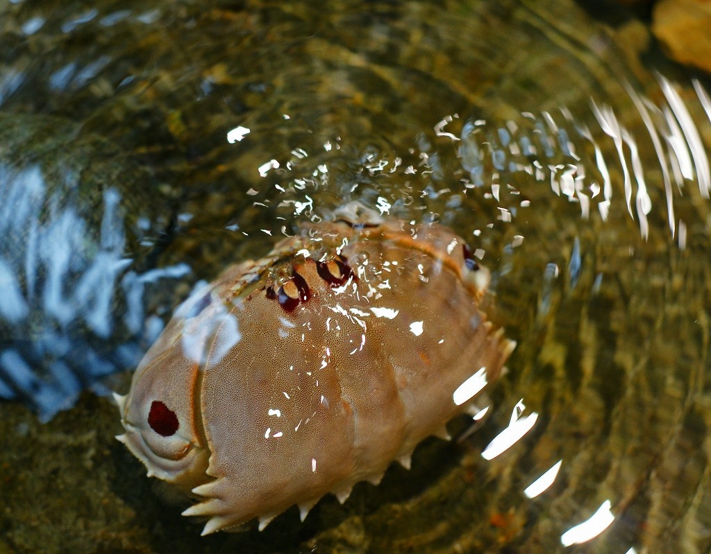 カ・ニ・ハ・ニ・ハ～～～～～～