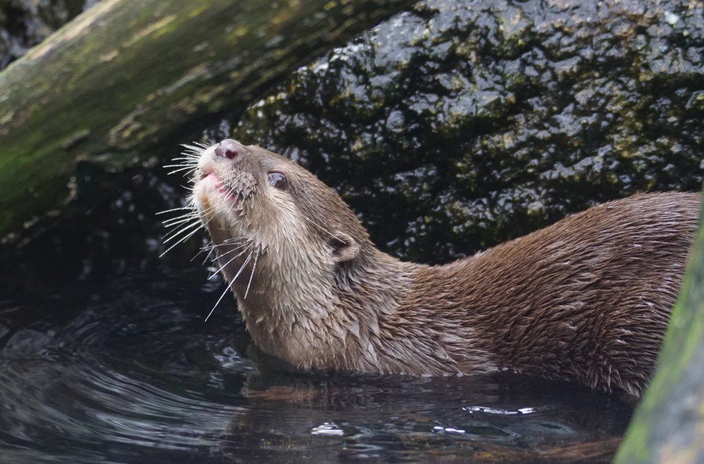 うぐぐぐ・・・