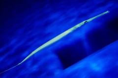 10328637965900042500_usbhlicula