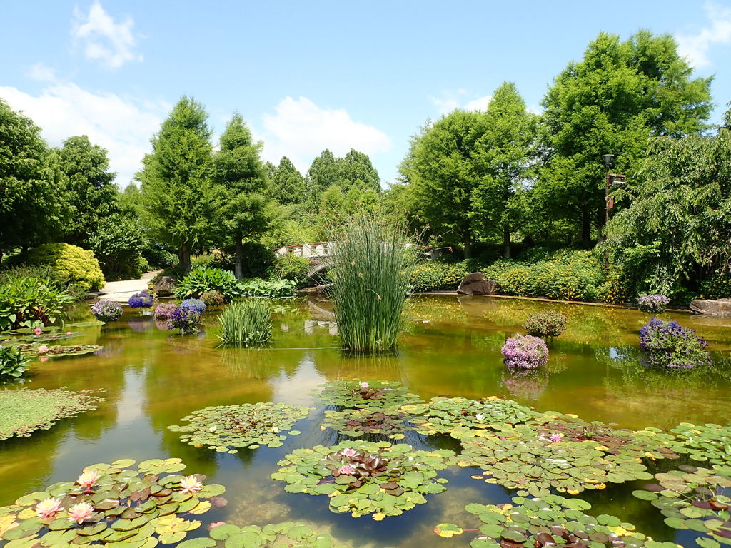 初夏水景　その4