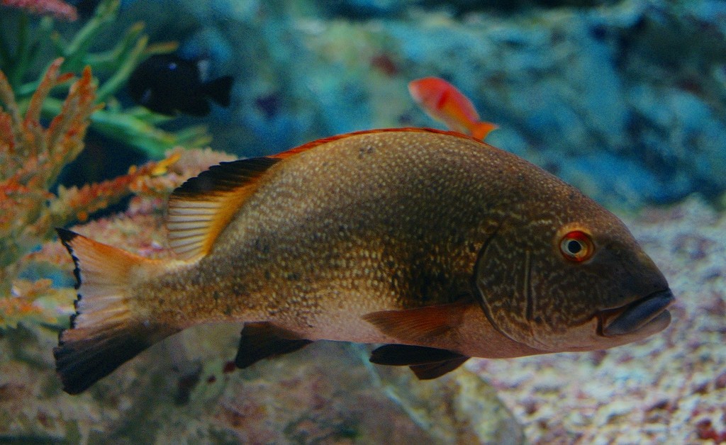 10227493474600042500_jj68uprdla