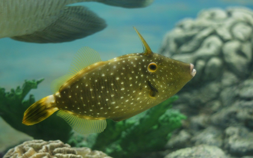 10237242628800042500_9y1anut1la