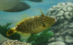 10237242628800042500_9y1anut1la