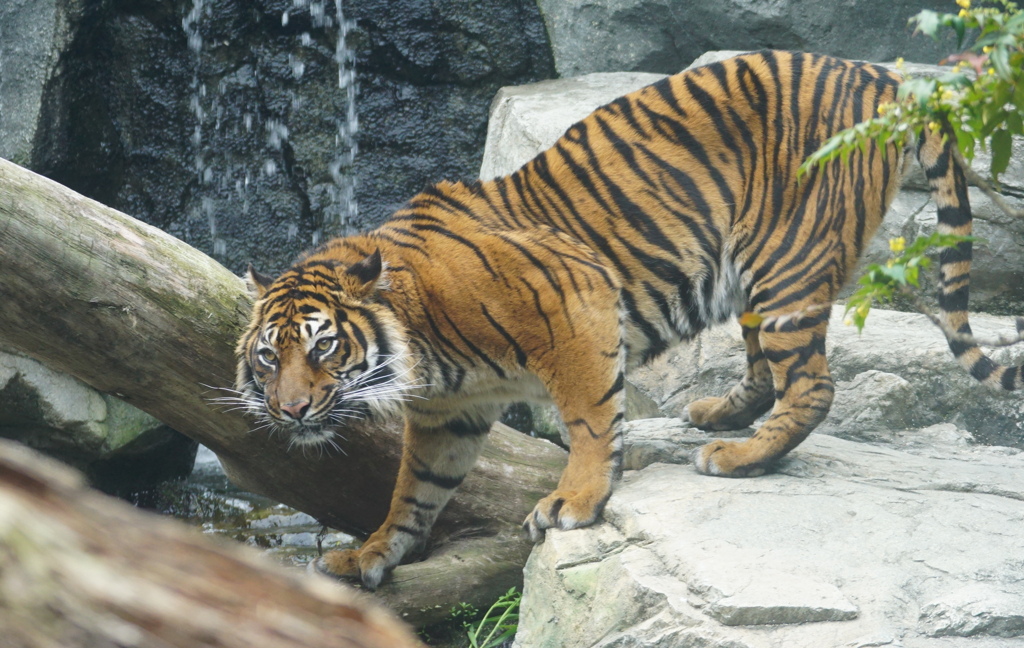 むむ、何奴！？