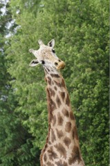 10238158786800042500_fp5xx0pala