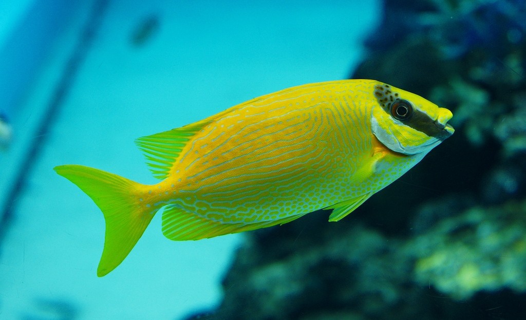 10126495209400042500_rzbfyaiula