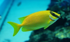 10126495209400042500_rzbfyaiula