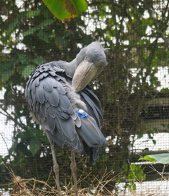 むむ、何奴！？　その5