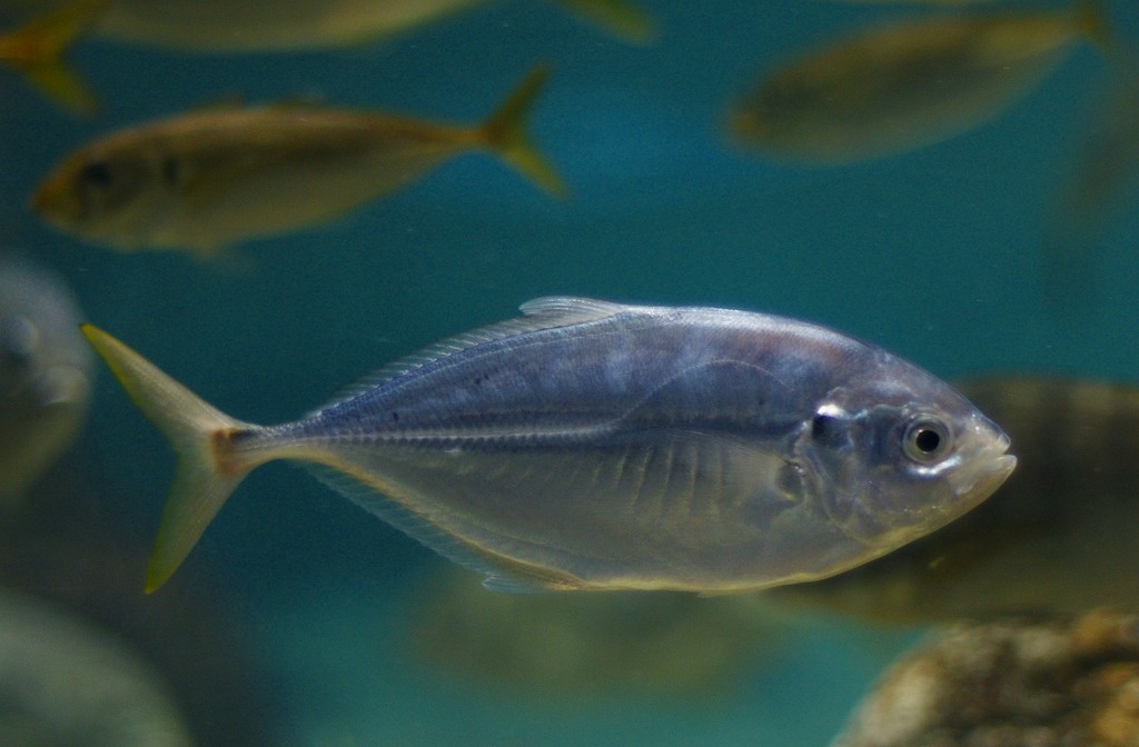 10131122485400042500_fl73wcg4la