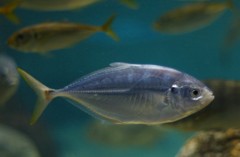 10131122485400042500_fl73wcg4la