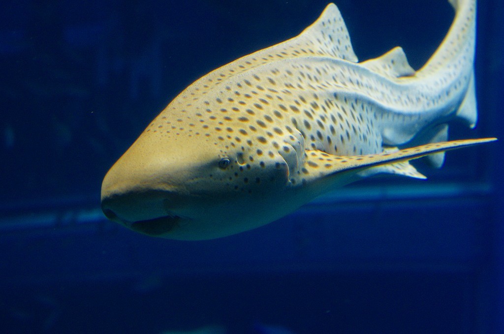 10233070269100042500_kjmc4kq9la